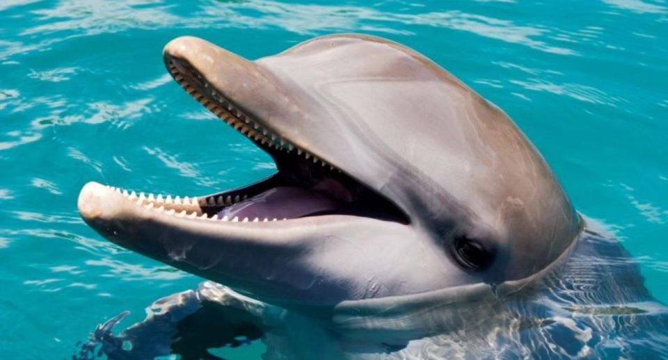 Swim With Dolphins at Ocean World Puerto Plata