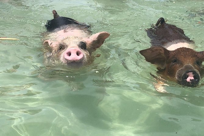 Swim With Pigs on a Tropical Island - Itinerary Highlights