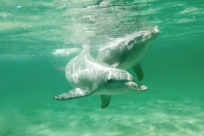 Swim With Wild Dolphins Day Tour