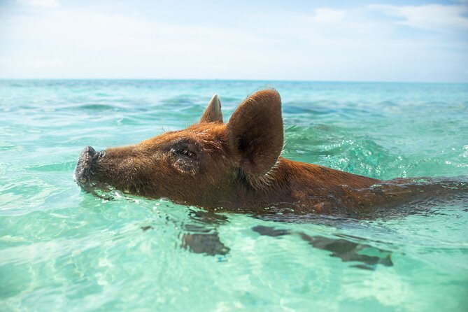 Swimming Pigs With Pickup: Pig Cant Fly, but They Do Swim!