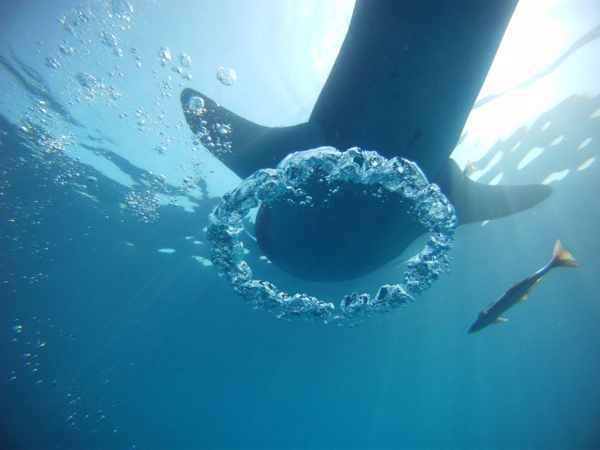 Swimming With Whale Sharks in Cancun