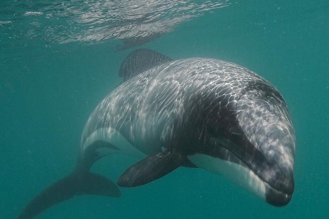 Swimming With Wild Dolphins in Akaroa