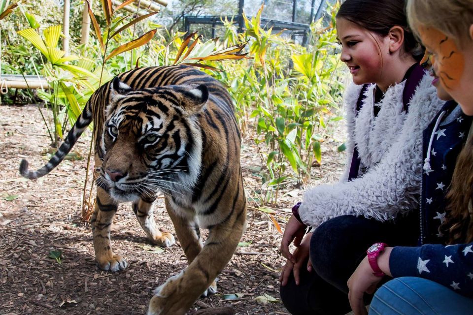 Sydney: Taronga Zoo Ticket With Return Ferry