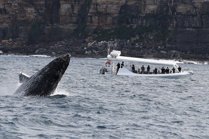 Sydney Whale-Watching by Speed Boat