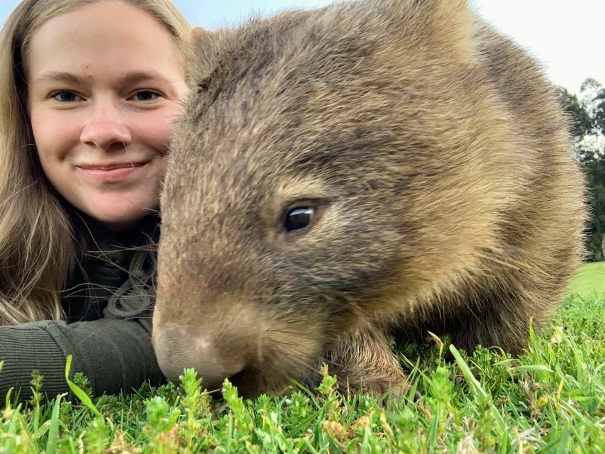 Sydney: Wild Wombats and Kangaroo Experience