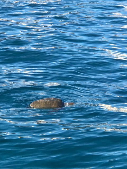 Syracuse:Boat Tour Ortigia,Pillirina and Seacaves