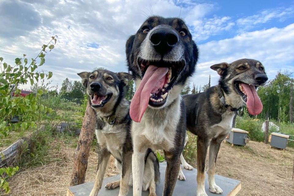 Talkeetna: Summer Sled Dog Kennel Tour - Overview of the Tour