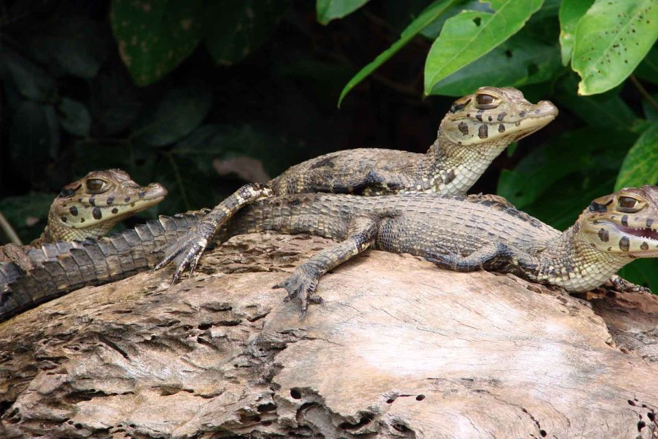 Tambopata: Lake Sandoval Canoeing With Lunch - Experience Overview