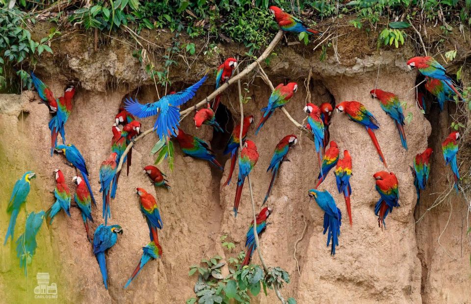 Tambopata Macaw Clay Lick 2 Days/1 Night