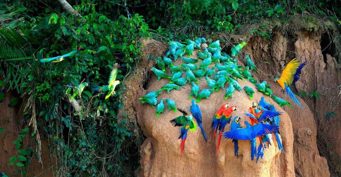 Tambopata Macaw Clay Lick 3 Days/1 Nights