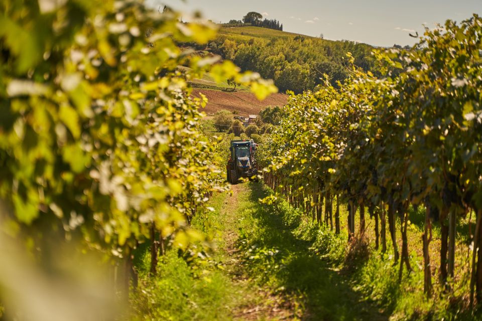 Tasting and Tour Vino Nobile Di Montepulciano - Overview of the Experience