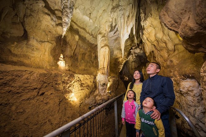 Tauranga Shore Excursion: Waitomo Caves and The Kiwi House