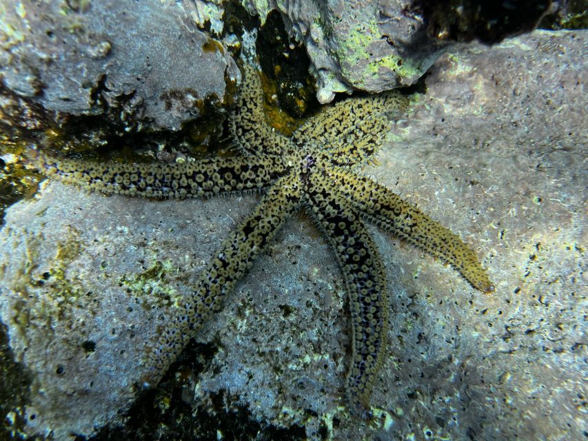 Tenerife: Diving License in One Day