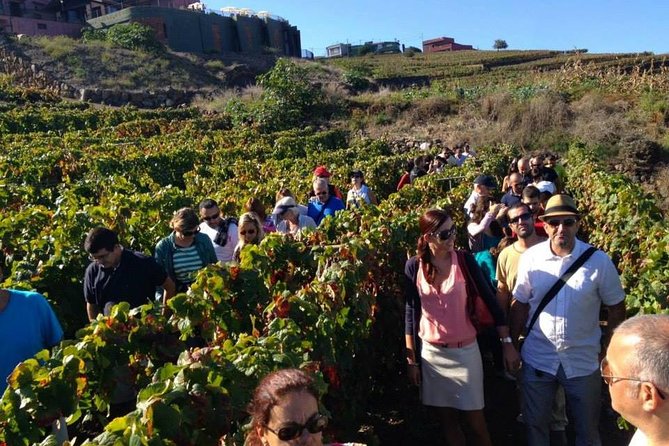 Tenerife Gastronomy Tour With Two Winery Visits and 4-Course Lunch