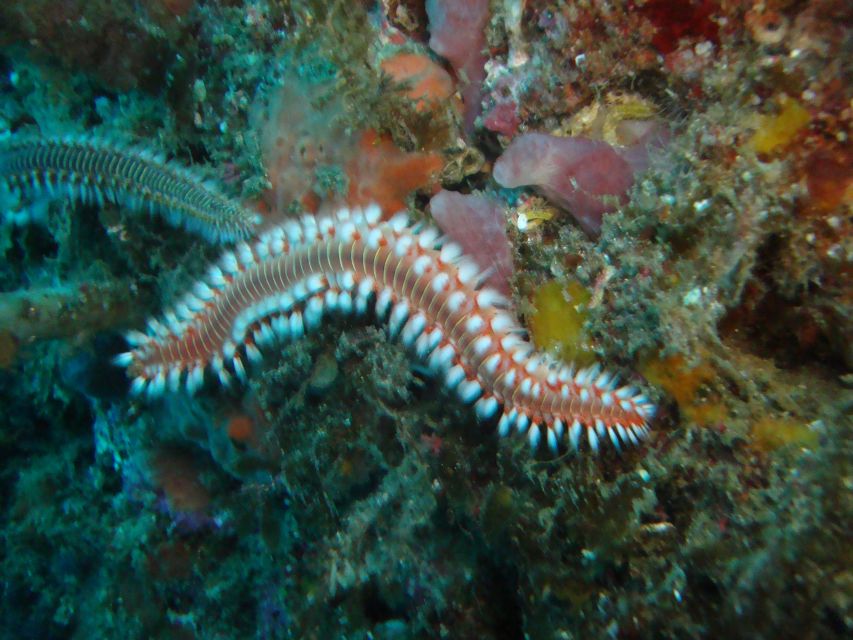 Terceira: Angra Do Heroismo Scuba Diving Tour With 2 Dives