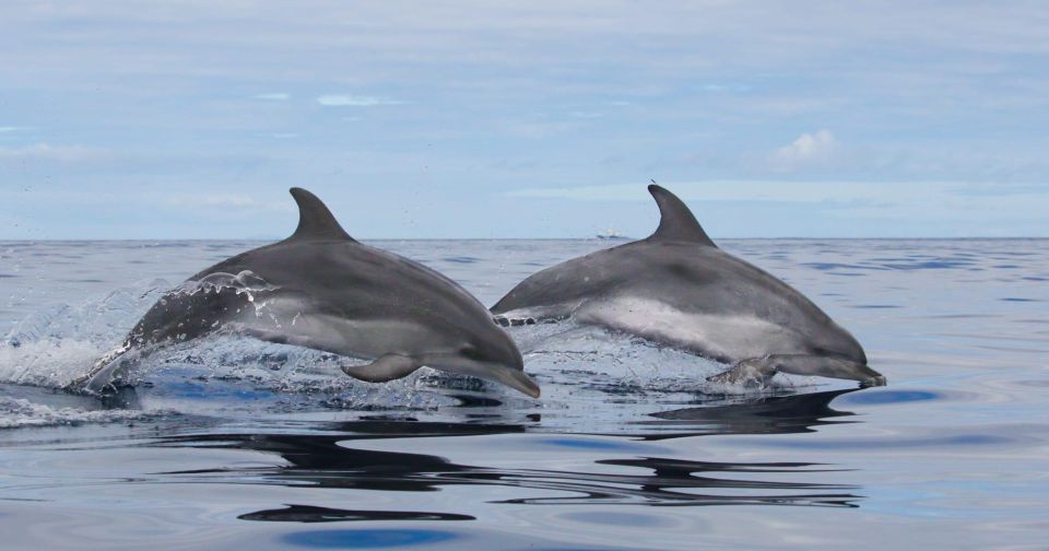 Terceira Island : Whale and Dolphin Watching Boat Excursion