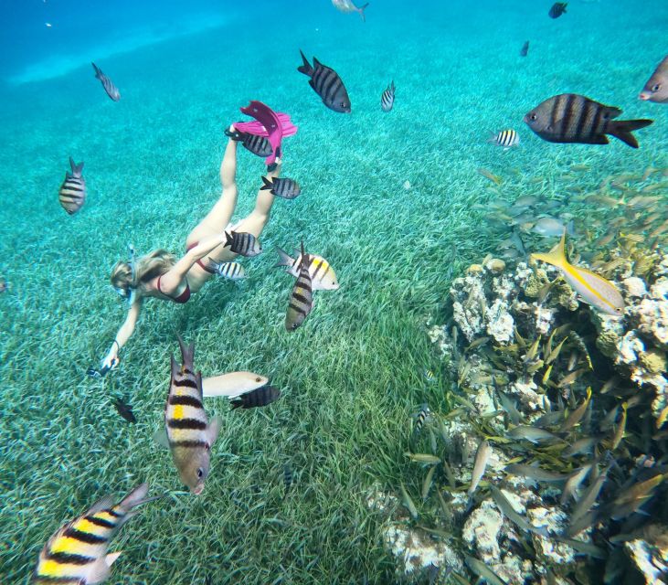 The Cozumel Turtle Sanctuary Snorkel Tour