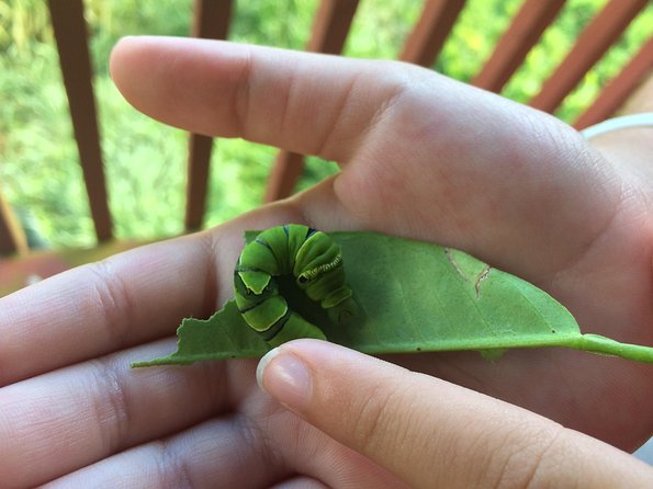 The Maui Butterfly Farm Tour!