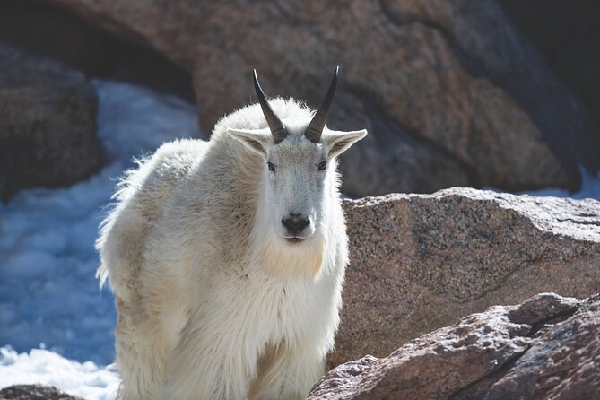 The Premier Wildlife Tours in Rocky Mountain National Park