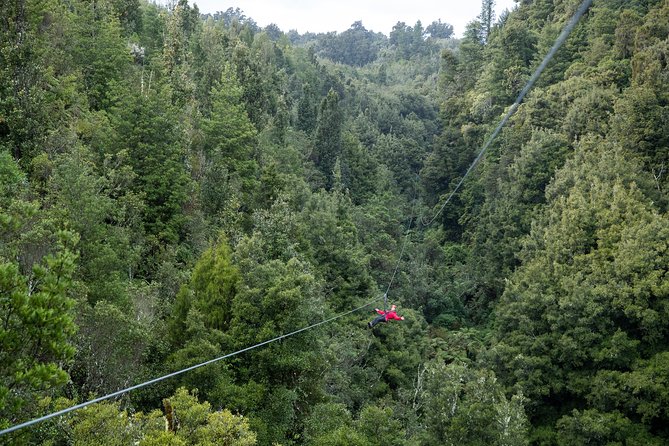 The Ultimate Canopy Zipline Experience Private Tour From Auckland ...