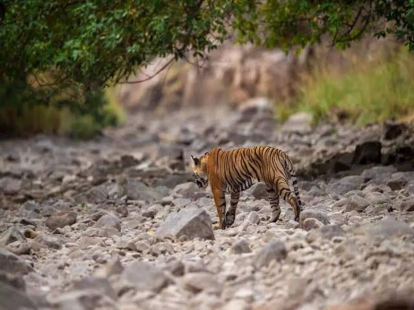 Three Days Jim Corbett National Park Tour