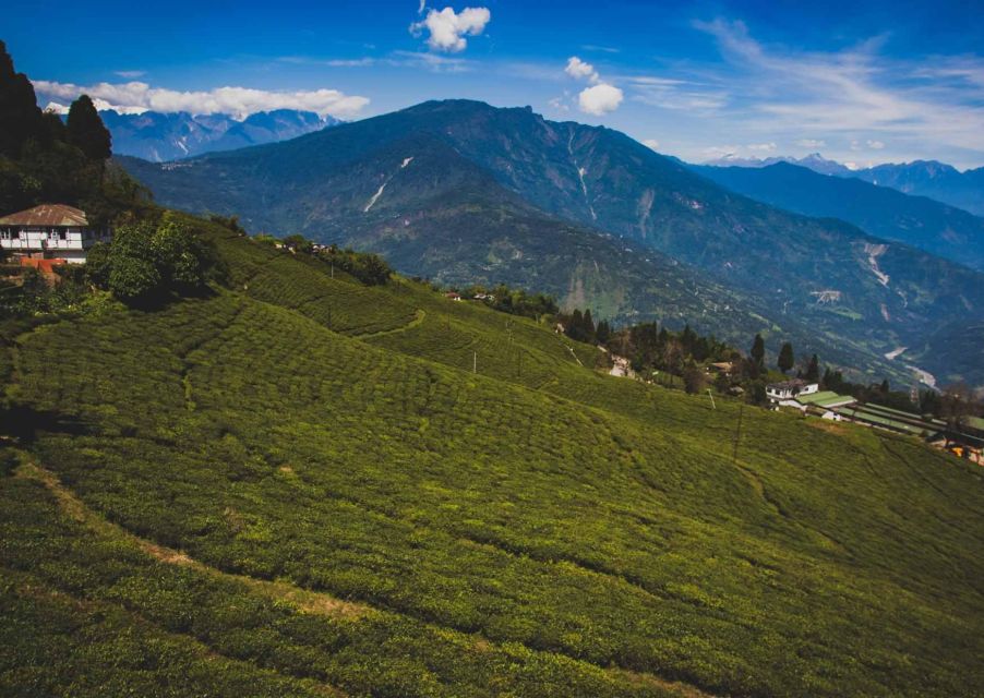 Tiger Hill Darjeeling Nature Walk (3 Hours Guided Tour)