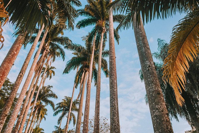 Tijuca Forest and Botanical Garden