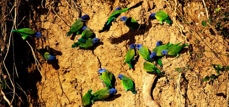 Tour Tambopata Sandoval Lake 2 Days 1 Night - Overview of the Tour