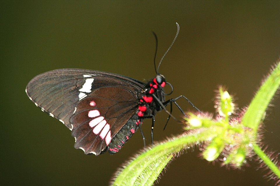 Tour to Morpho Butterfly House & Afternoon From Playa Mismaloya