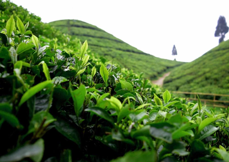 Tourisct Highlights of Darjeeling (Guided Fullday Tour) - Inclusions of the Experience