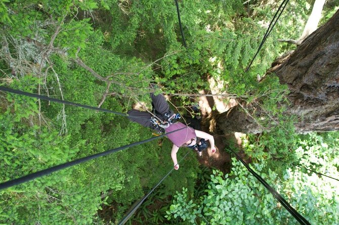 Tree Canopy Climbing on Lopez Island