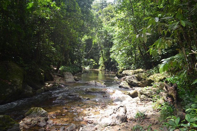 Trinidad Rainforest Hike to Waterfall