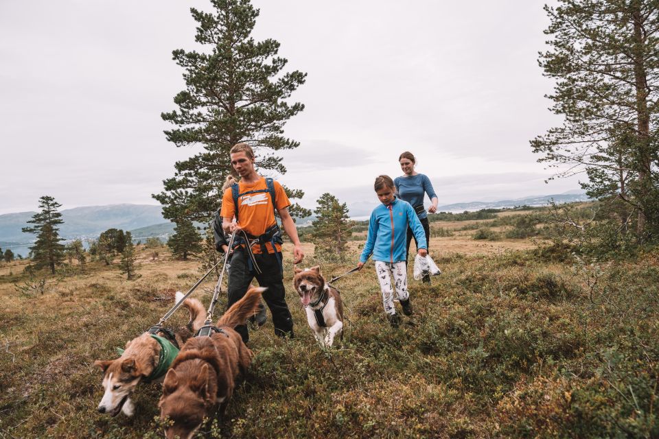 Tromsø: Husky Hike and Puppy Visit With Traditional Lunch