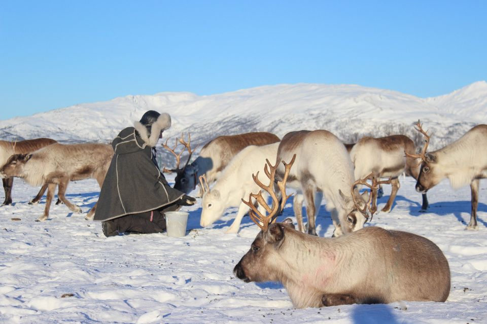 Tromsø: Reindeer Ranch and Sami Cultural Tour With Lunch