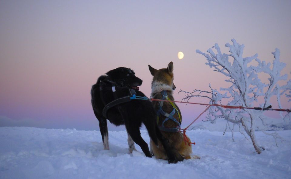 Tromsø: Self-Drive Husky Dog Sledding Adventure