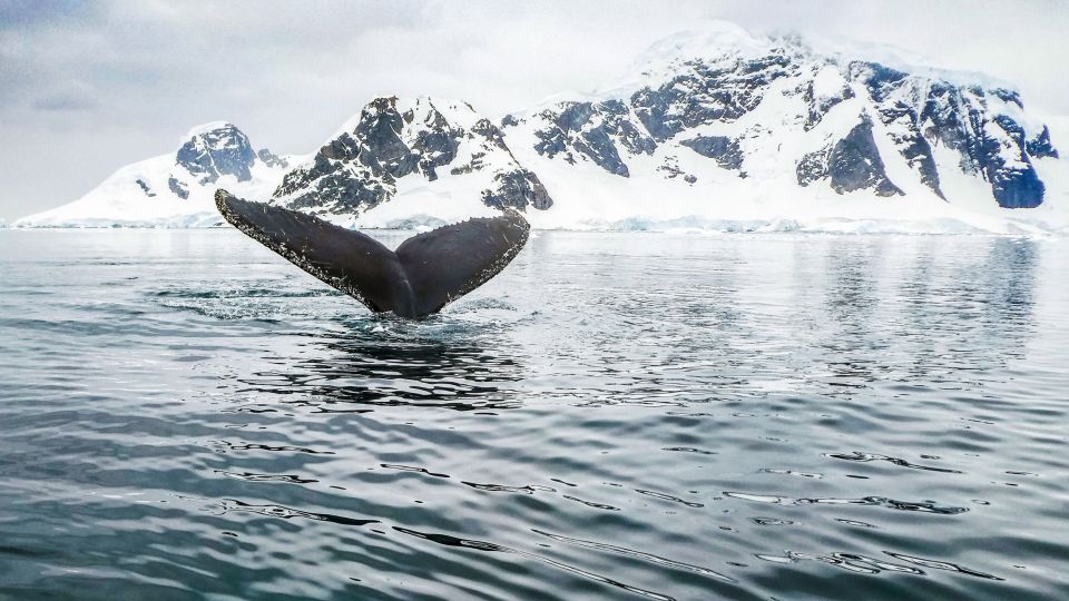 Tromsø: Whale Watching Tour by Hybrid-Electric Catamaran