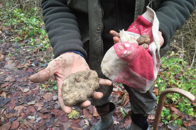 Truffle Hunt and Barolo Wine Tasting