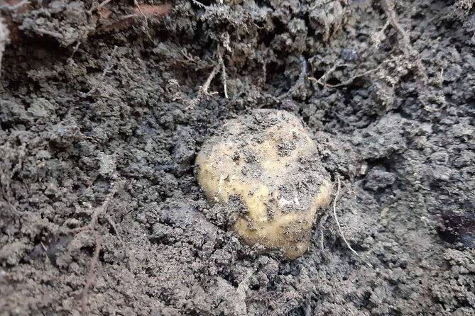 Truffle Hunting Experience in Assisi