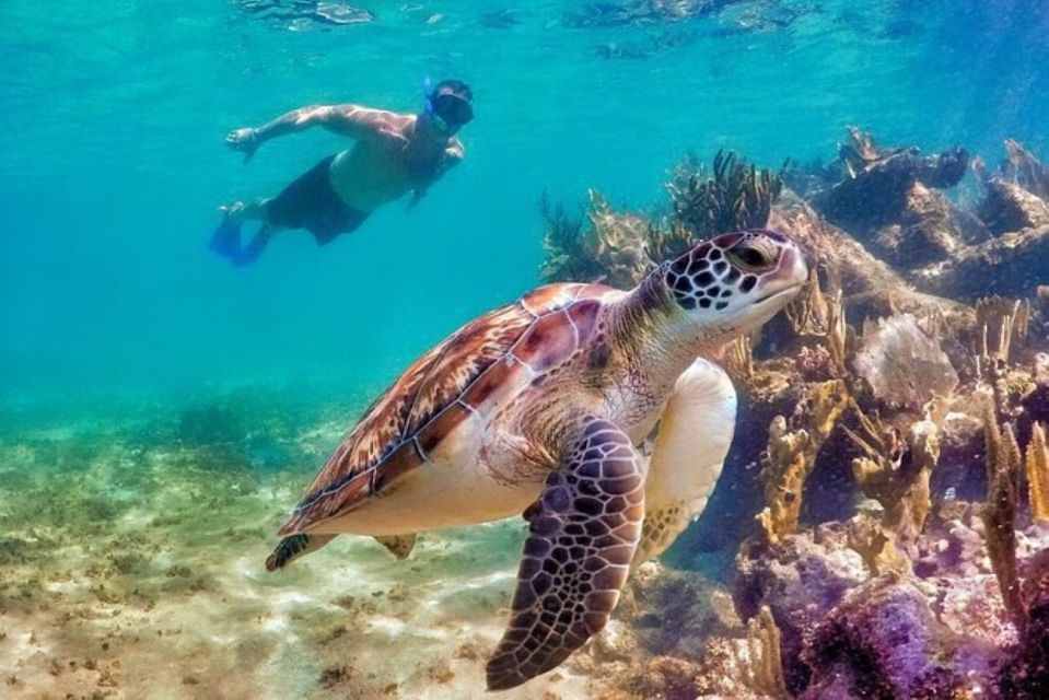 Tulum:Private Mayan Ruins & Swimming With Turtles Experience