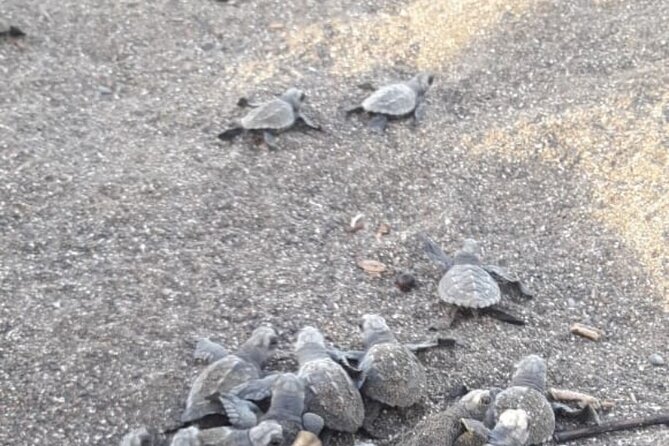 Turtle Nesting Tour - Experience Highlights