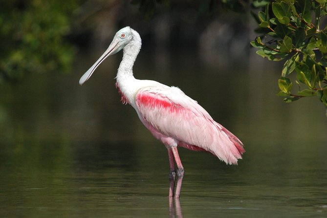 Two-Hour Everglades National Park Dolphin, Birding and Wildlife Boat Tour