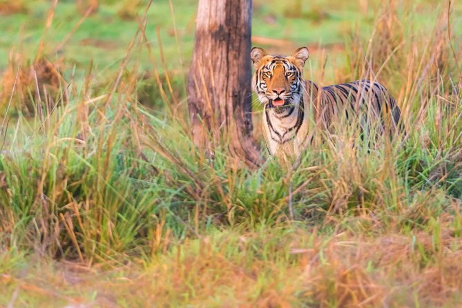 Two Night Tiger Safari Experience at Tadoba National Park &Transfers From Nagpur - Transportation Services