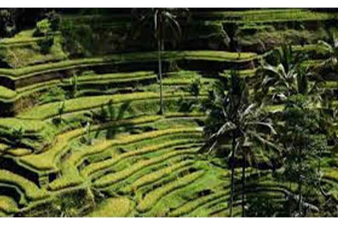 Ubud ATV Quad Bike, Monkey Forest and Rice Terrace - Included Amenities