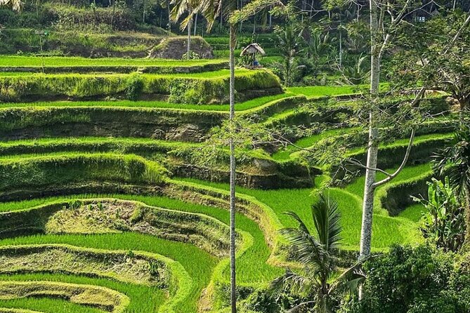 Ubud Day Tour : Waterfall, Temple and Local Night Market Tour - Key Attractions