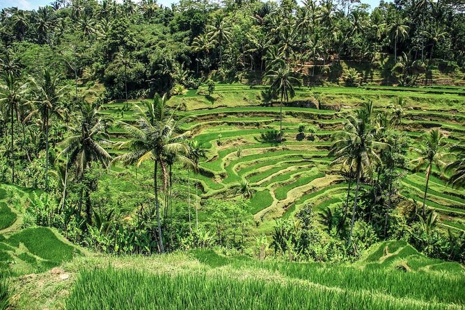 Ubud Highlight Tour With Monkey Forest, Rice Terrace, Waterfall - Overview of the Tour