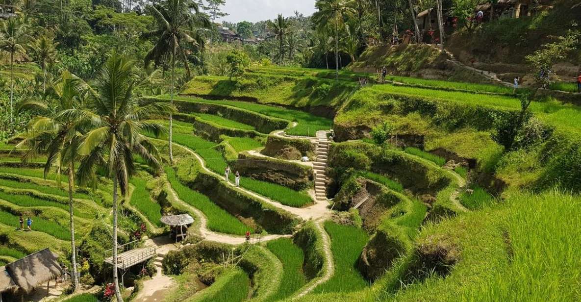 Ubud Highlight With Waterfall, Rice Terraces & Monkey Forest