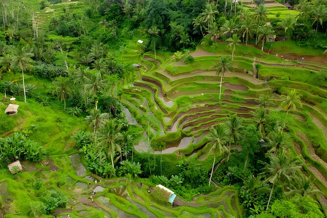 Ubud VW Safari Bali Tour – Volkswagen Classic Car Trip