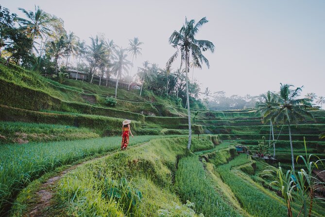 Ubud: Waterfall, Rice Terraces, and Monkey Forest Private Tour - Campuhan Ridge Walk