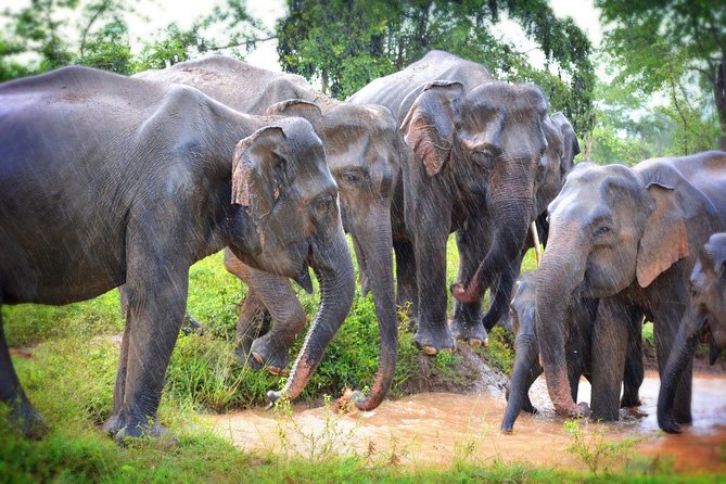 Udawalawe National Park | 3 Hours Safari Tour (Jeep Only)