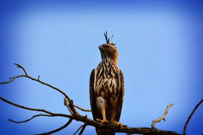 Udawalawe National Park | 4 Hours Safari Tour